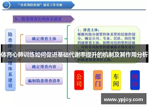体育心肺训练如何促进基础代谢率提升的机制及其作用分析